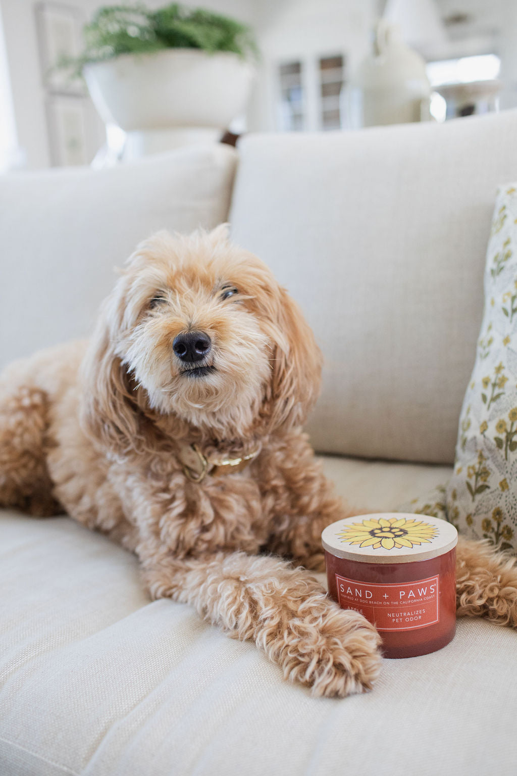 Aromatic Sand + Paws Apple Spice 12 oz scented candle