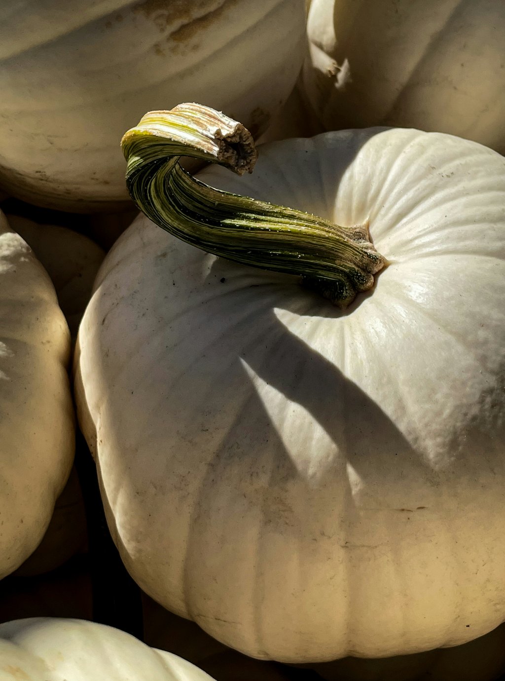 Gentle White Pumpkin 15.2 oz Liquid Hand Soap