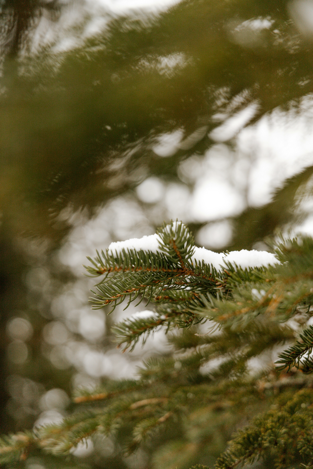Aromatic Pine & Sage 24 oz scented candle