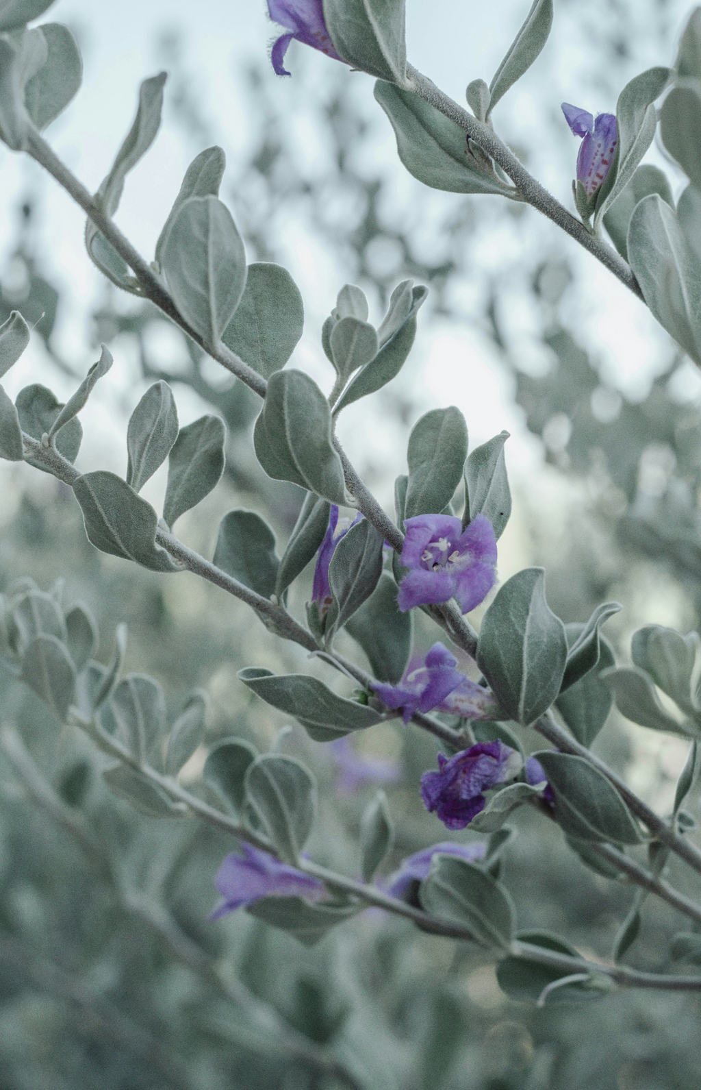 Aromatic Eucalyptus & Lavender 11 oz scented candle