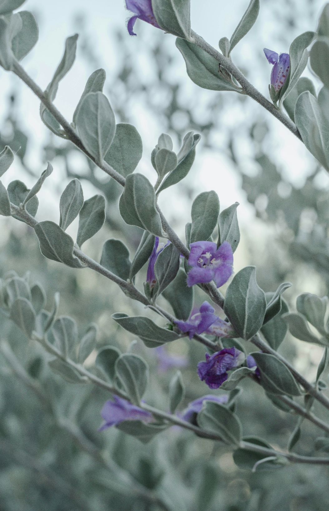 Aromatic Eucalyptus & Lavender 11 oz scented candle