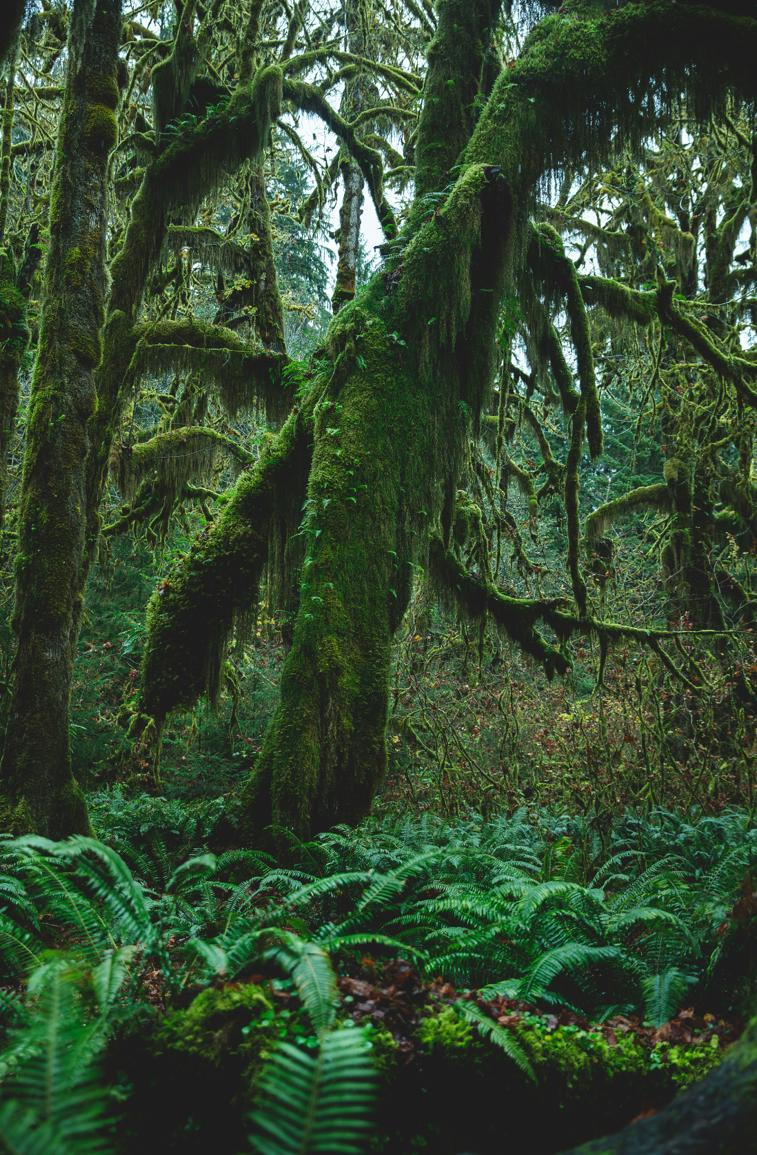Aromatic Fern & Moss 23 oz scented candle