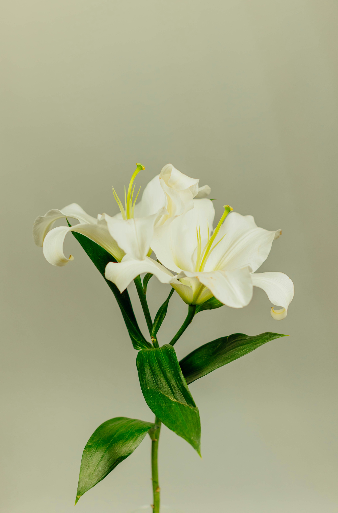 Aromatic Gardenia 11 oz scented candle