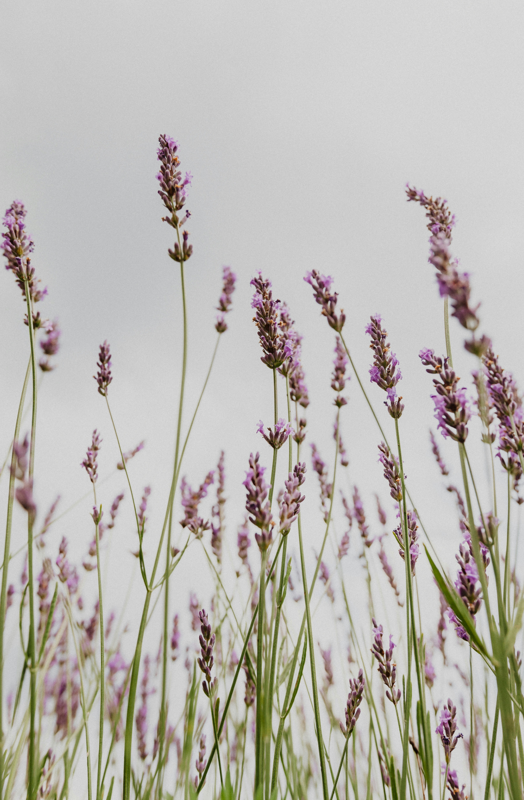 Aromatic Lavender 12 oz scented candle
