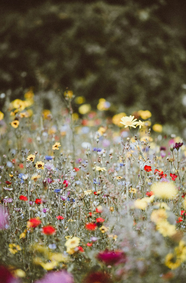Aromatic Wild Flowers 12 oz scented candle