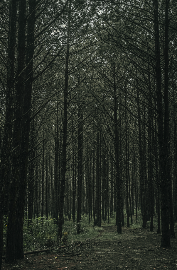 Aromatic Teakwood 10 oz scented candle