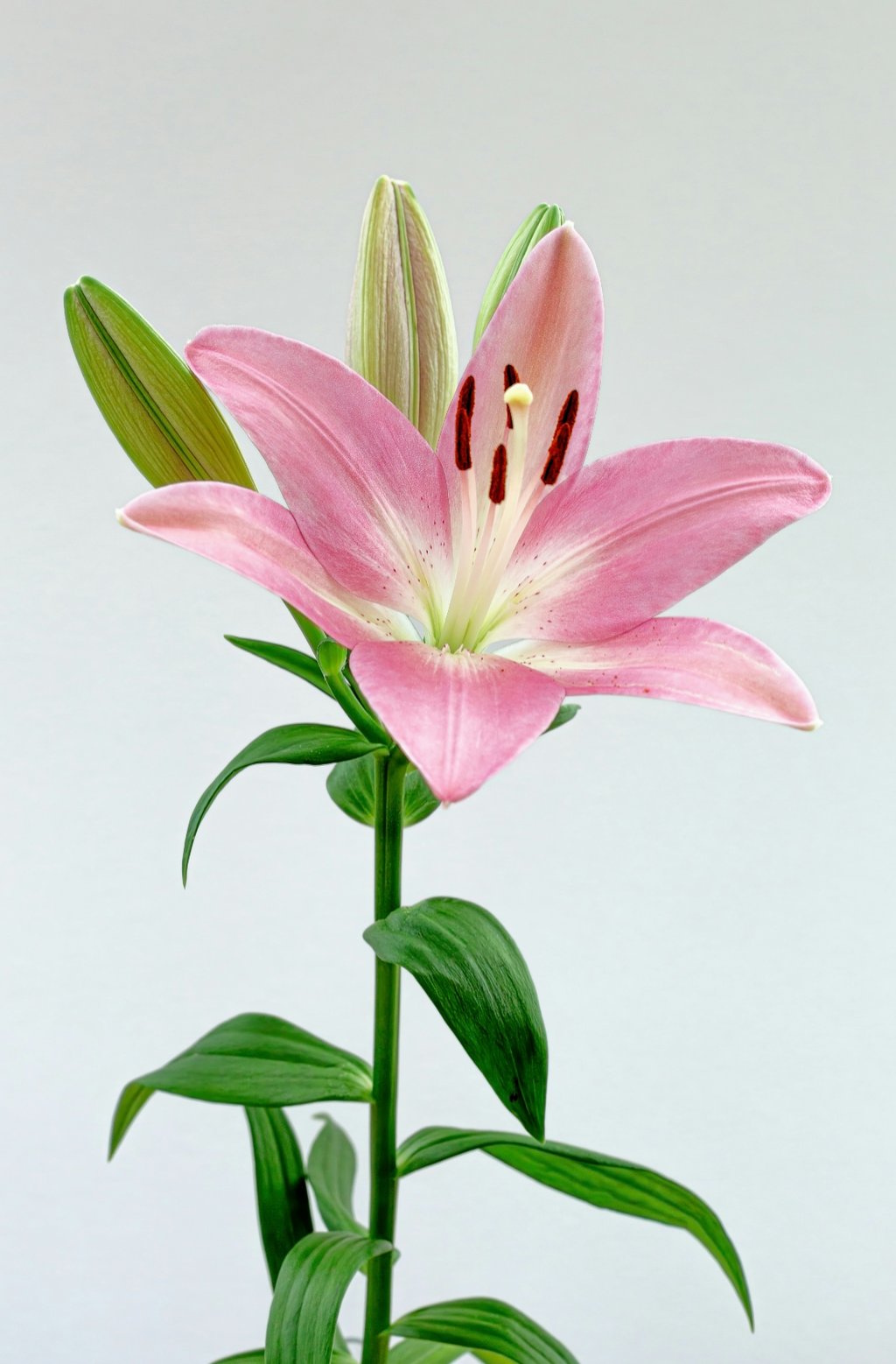 Signature Peony & Lily 100 ml Eau de Toilette