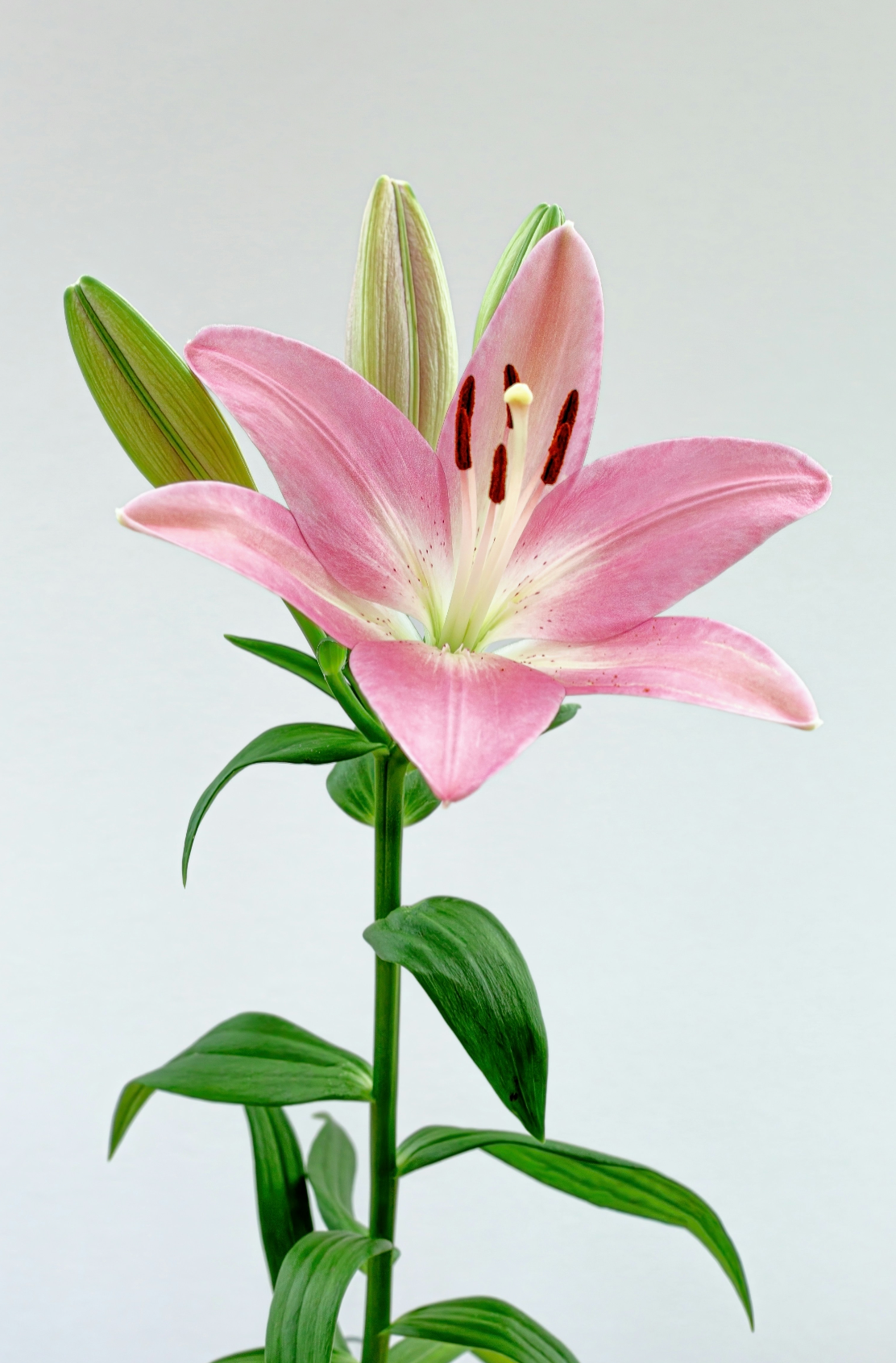 Luxe Peony & Lily 50 ml Perfume Oil Dropper