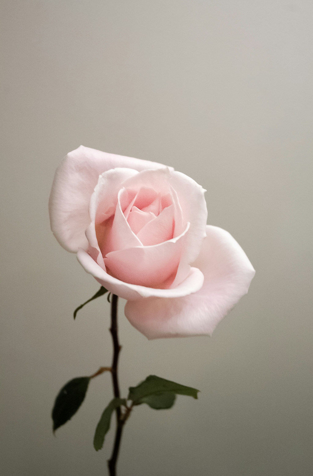 Luxe Sweet Rose 50 ml Perfume Oil Dropper