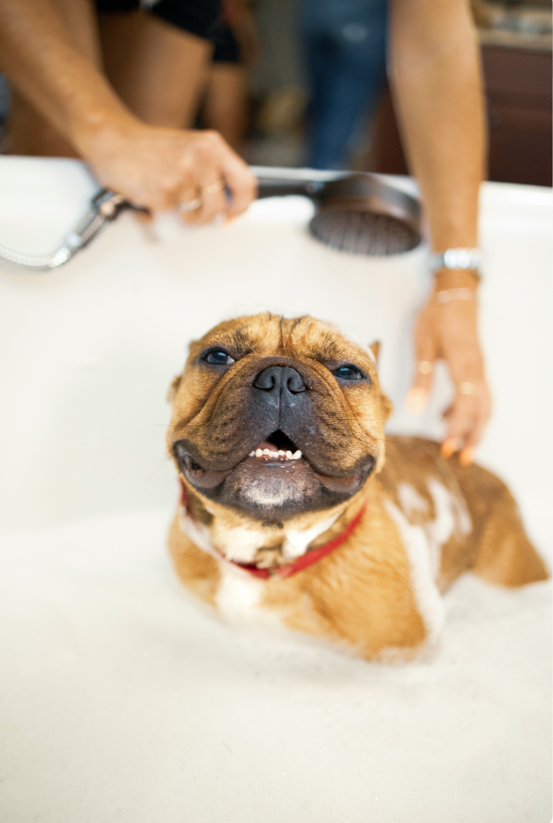 Stylish Sand + Paws Pet Shampoo & Conditioner - Vanilla Musk