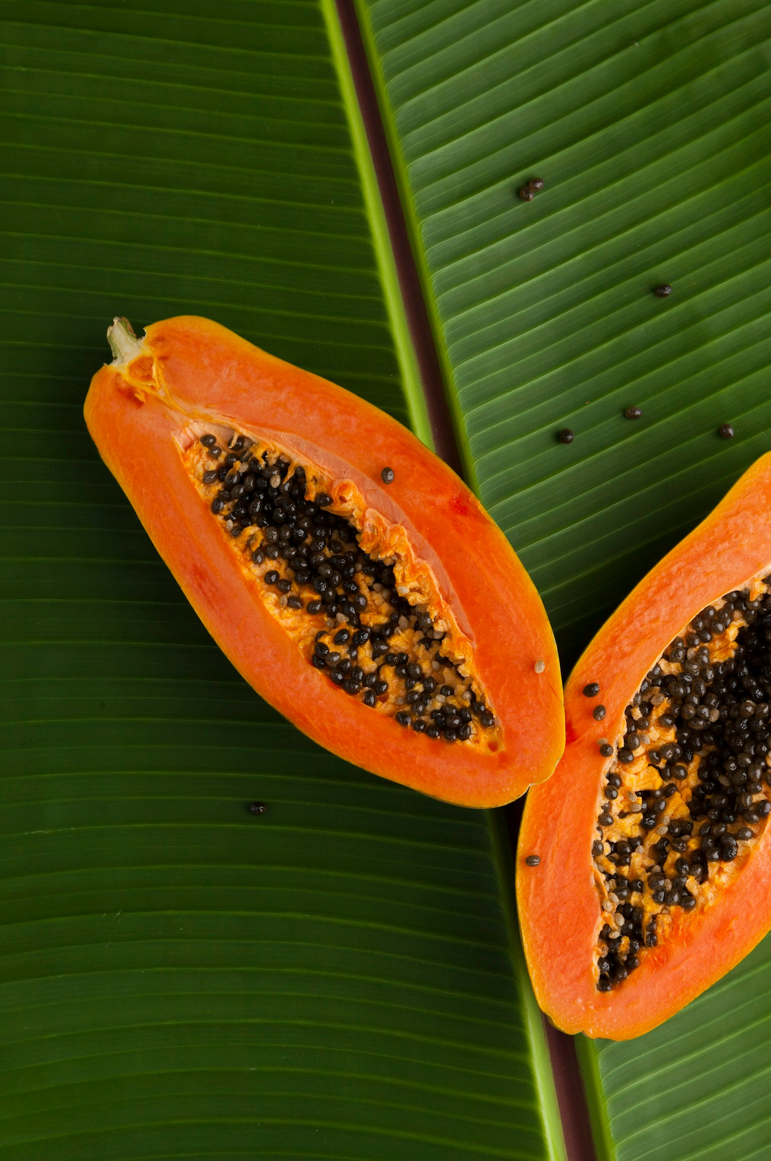Aromatic Island Papaya 10 oz scented candle