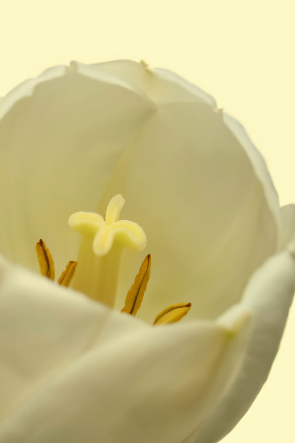 Elegant White Tulip 50ml Perfume Oil Rollerball